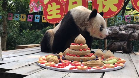 Worlds Oldest Captive Giant Panda Passes Away In Chongqing China
