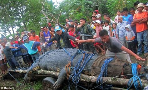world s largest crocodile captured in the philippines by villagers daily mail online