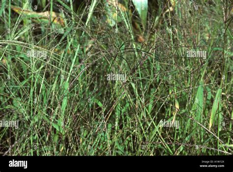 Crabgrass Digitaria Sanguinalis Flowering Plants France Stock Photo Alamy