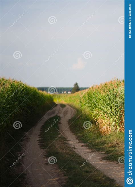 Vertical Shot Of A Gravel Road Between Corn Fields In Countryside Stock