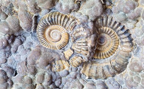 Best Places To Find Fossils