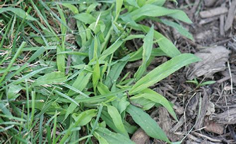 Controlling Common Weeds In Your Lawn A G Sod Farms