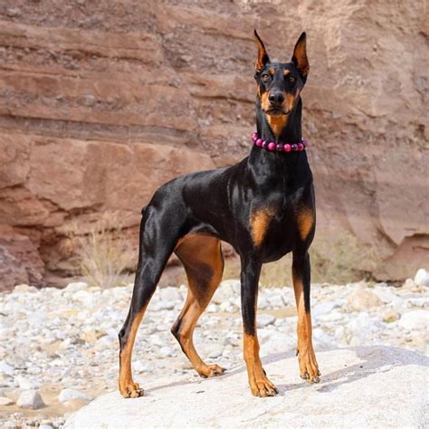 Pepper The Dobie Dobe Doberman Doberman Pinscher Doberman Pinscher