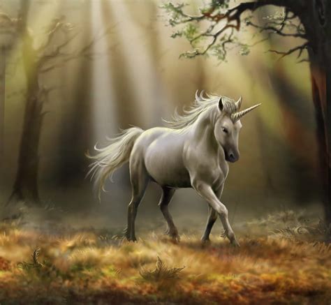 Forest Unicorn Forest Fantasy Grass Unicorn Sun Light Trees Hd