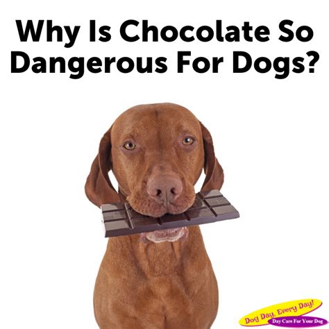Why Is Chocolate So Dangerous For Dogs Dog Day Every Day Dog
