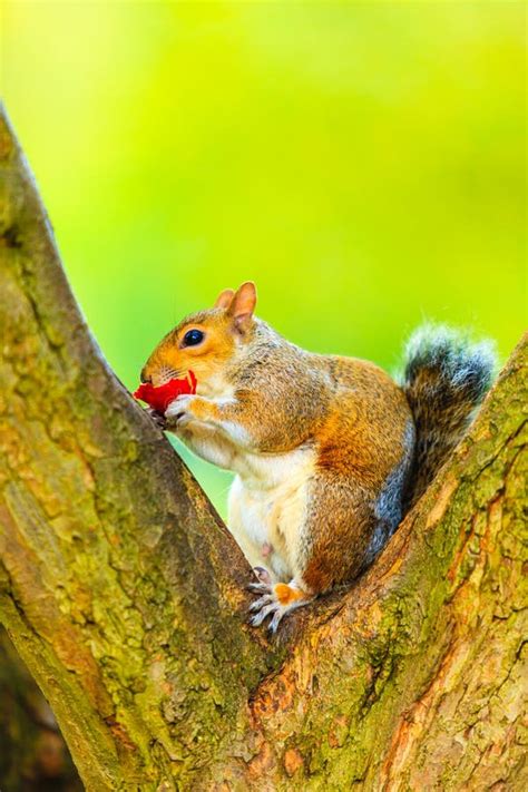 Grey Squirrel In Autumn Park Eating Apple Stock Image Image Of Eating