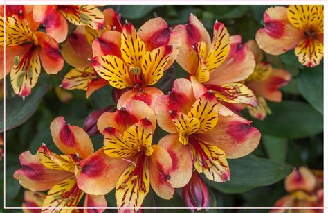 Alstroemeria Care Guide Easy Plant Grow And Care Tips Proflowers In