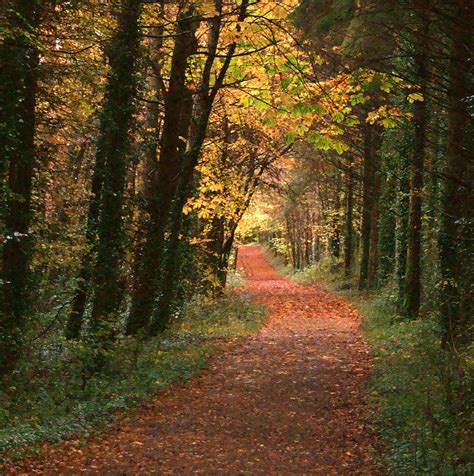 Hiking Trail Through The Autumn Trees Image Free Stock Photo Public