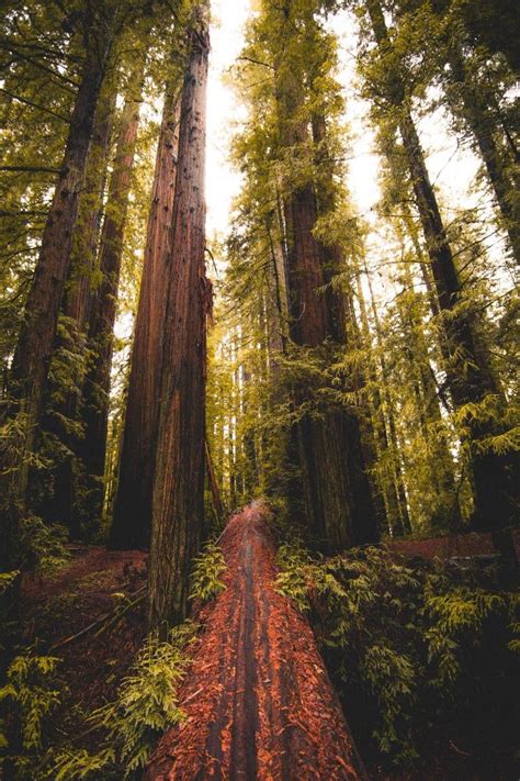 Redwoods Beautiful Images Nature Amazing Nature Landscape Photographers