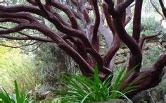 Coyote Bush | Sierra Vista Growers | California native plants, California native garden, Native ...