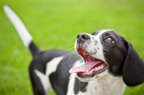 Puppy Smiles Stock Photo And More Pictures Of 2015 Istock