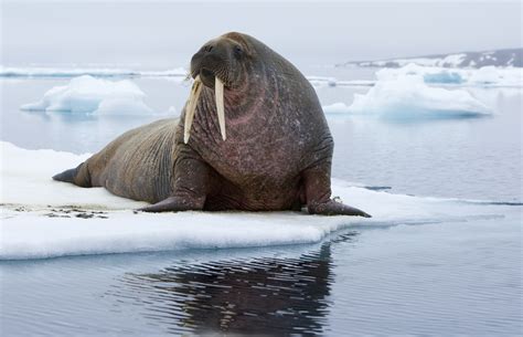 Top 10 Arctic Animals What Animals Live In This Freezing Landscape