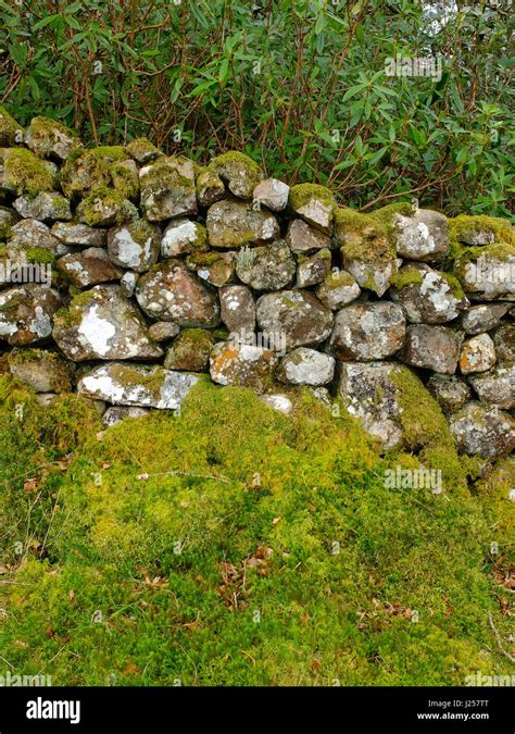 All Stone Wall Covered In Moss Hi Res Stock Photography And Images Alamy