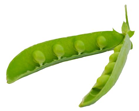 Light Green Dark Green Princess And The Pea Pea Pods Green Peas Organic Colors Free Png