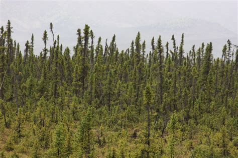 Tundra Trees According To An Informative Sign On The Dalton Highway In
