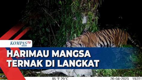Harimau Sumatera Mangsa Ternak Warga Di Kabupaten Langkat