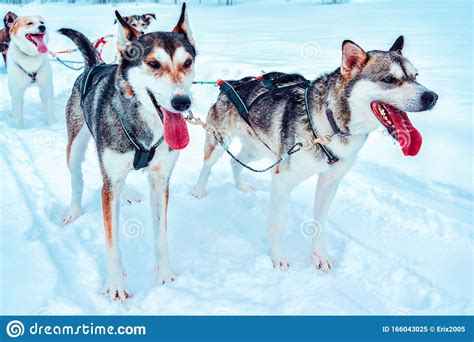 Husky Dog Sleds At Finland Lapland In Winter Reflex Stock Image Image