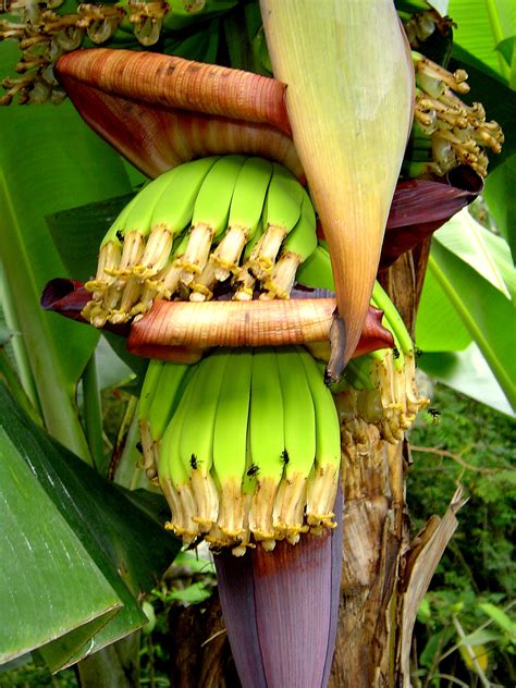 Banana Production In Brazil Wikipedia