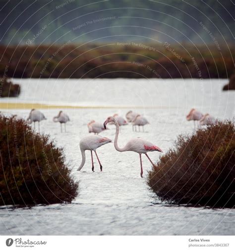 Pink Flamingo In Lake Migratory Birds Resting A Royalty Free Stock