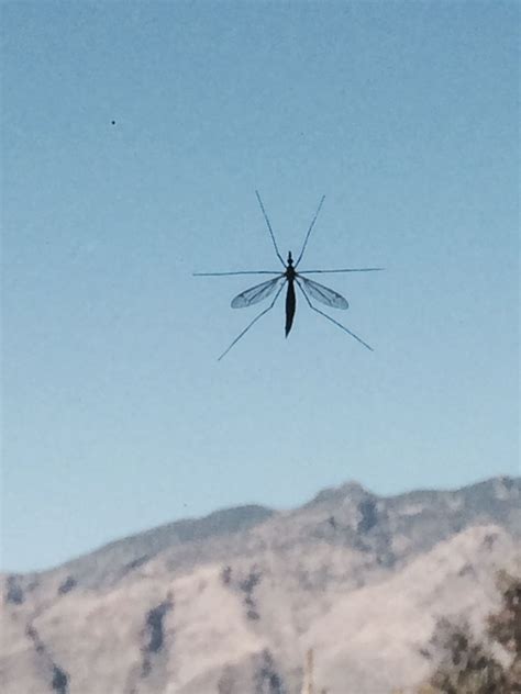 Giant Mosquito Like Bugs Emerge In Tucson Local News