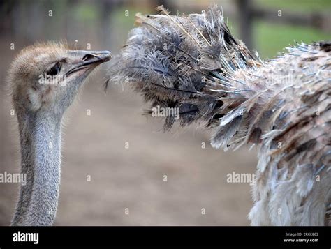 Maasai Ostrich Farm Hi Res Stock Photography And Images Alamy