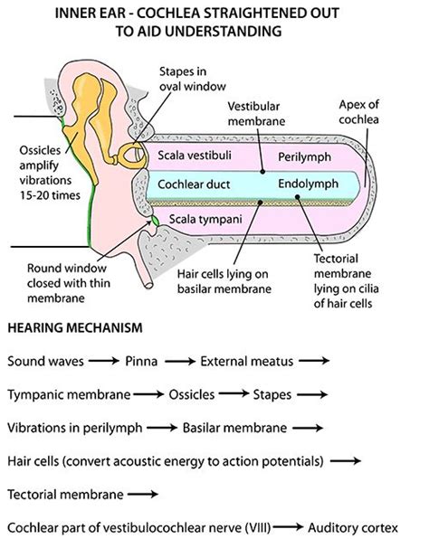 Instant Anatomy Head And Neck Areasorgans Ear Cochlea