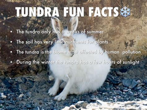 Arctic Hare Facts For Kids Kids Matttroy