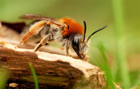 animals, Macro, Hymenoptera, Insect Wallpapers HD / Desktop and Mobile ...