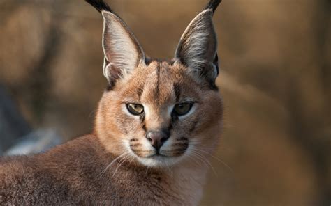 Caracal Cannundrums Caracal Accurate Content You Can Trust