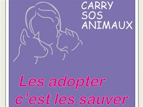 Carry Sos Animaux Refuge Pour Chat Association De Protection