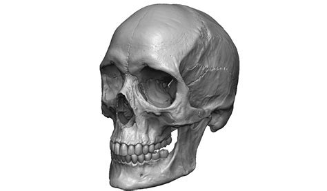 Female human skull- realistic 3d print model- 3 scales set 3D print