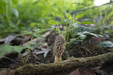 How To Find Morel Mushrooms Other Wild Foods In Michigan Woods