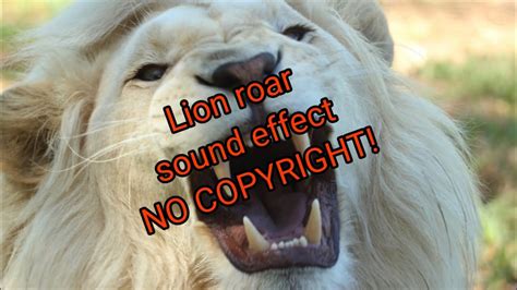 King Of The Jungle Lion Roar Sound Effect Compilation For Video Youtube