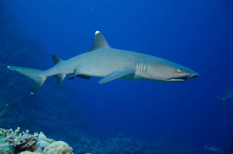 Great Barrier Reef Marine Wildlife Guide Divers Den