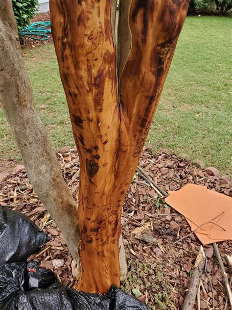 Crapemyrtle Bark Accidentally Peeled Off Walter Reeves The Georgia