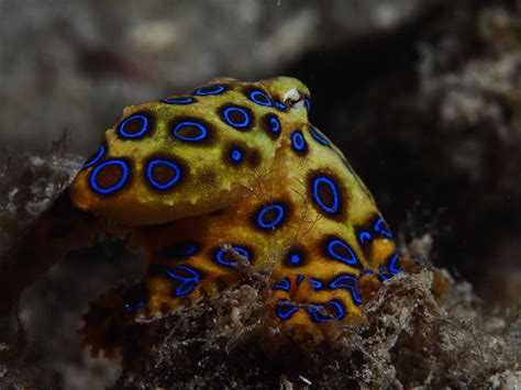Blue Ringed Octopus Wallpapers Wallpaper Cave