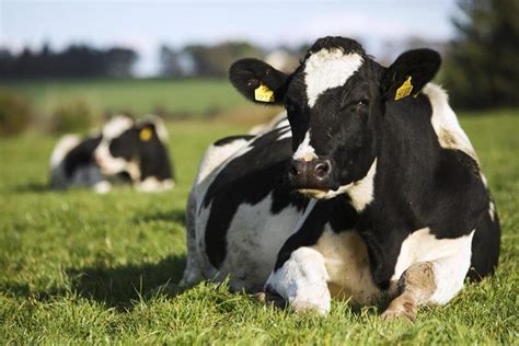 Cattle Die In Kilkenny Botulism Outbreak Free