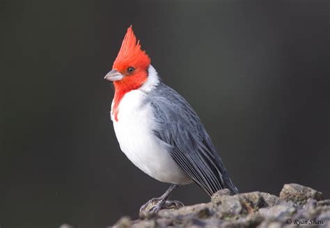 Red Crested Cardinal Paroaria Coronata A Photo On Flickriver