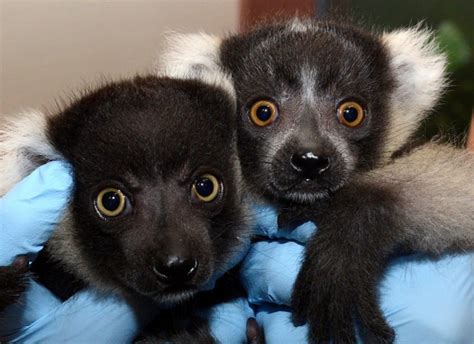 Black And White Ruffed Lemur Duke Lemur Center
