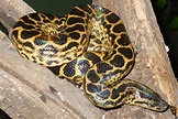 Yellow Anaconda | Reptile & Amphibian Discovery Zoo