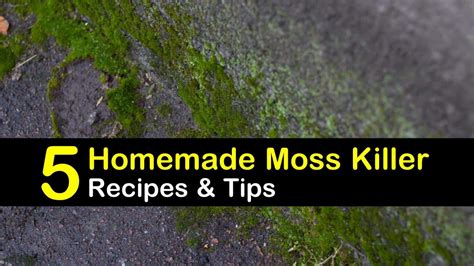 Homemade Moss Killer Recipes 5 Natural Tips For Killing Moss Recipe