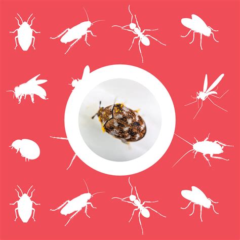Carpet Beetle Identification Pest Supply Canada