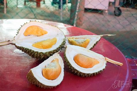 See more ideas about durian, king, durian tree. Musang King vs Black Thorn Showdown | Durian King Bukit ...
