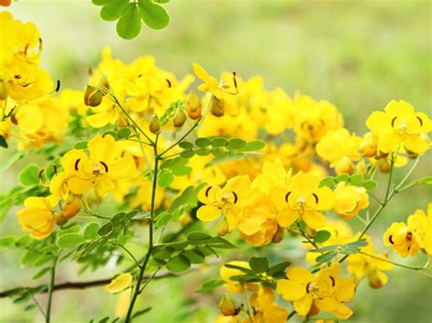 Top 20 Tree With Bright Yellow Flowers