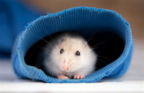 Hình ảnh chuột Hamster cute dễ thương và ngộ nghĩnh