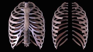 The rib cage also covers organs like spleen, stomach and kidneys in it. What Does a Lump Under the Rib Cage Mean? | Reference.com