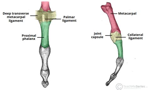 The Metacarpophalangeal Joint Ligaments Teachmeanatomy