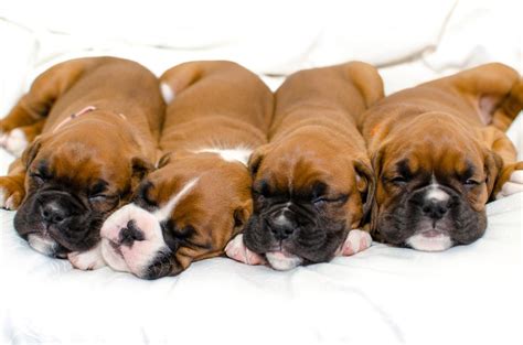 Check out the list of factors determining the size of a puppy litter so breeders can breed better dogs. Expected litter - Red & White Boxer Puppies KC Reg | Leeds ...