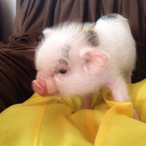 Lovely Pig Cute Baby Pigs Cute Piglets Baby Pigs