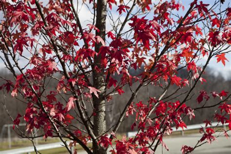 Red Maple Branches And Leaves Clippix Etc Educational Photos For